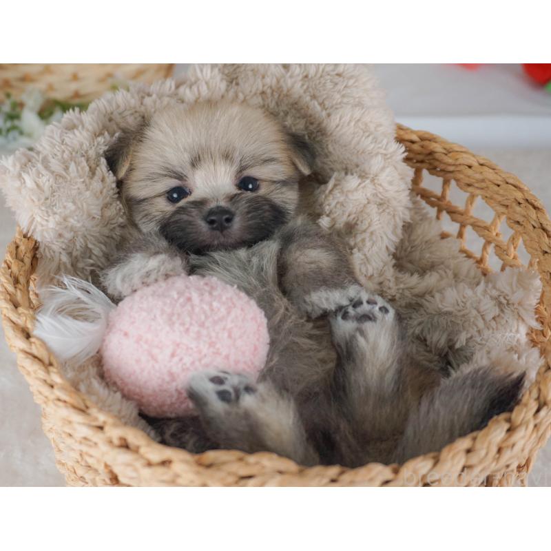 販売中の栃木県のミックス犬-455545の5枚目