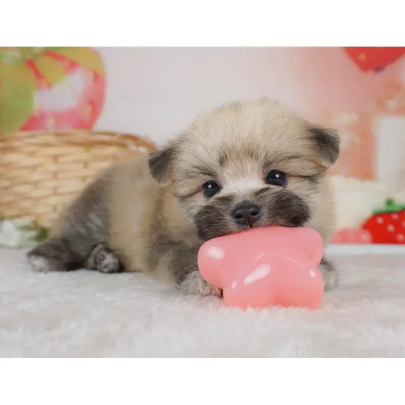 販売中の栃木県のミックス犬-455545の4枚目