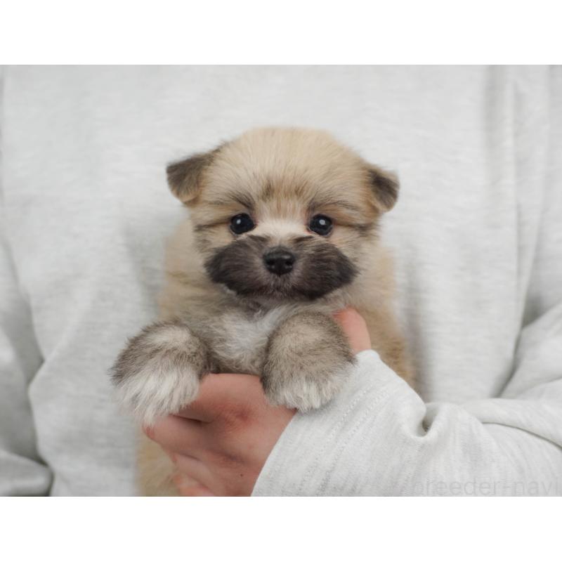 販売中の栃木県のミックス犬-455545の3枚目