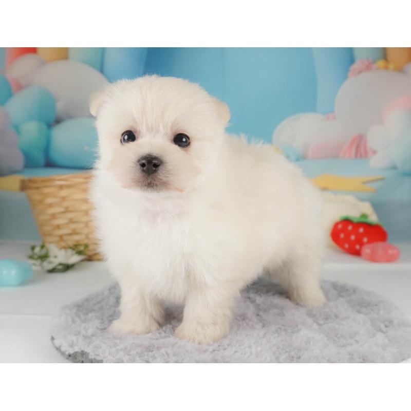 販売中の栃木県のミックス犬-455543の11枚目