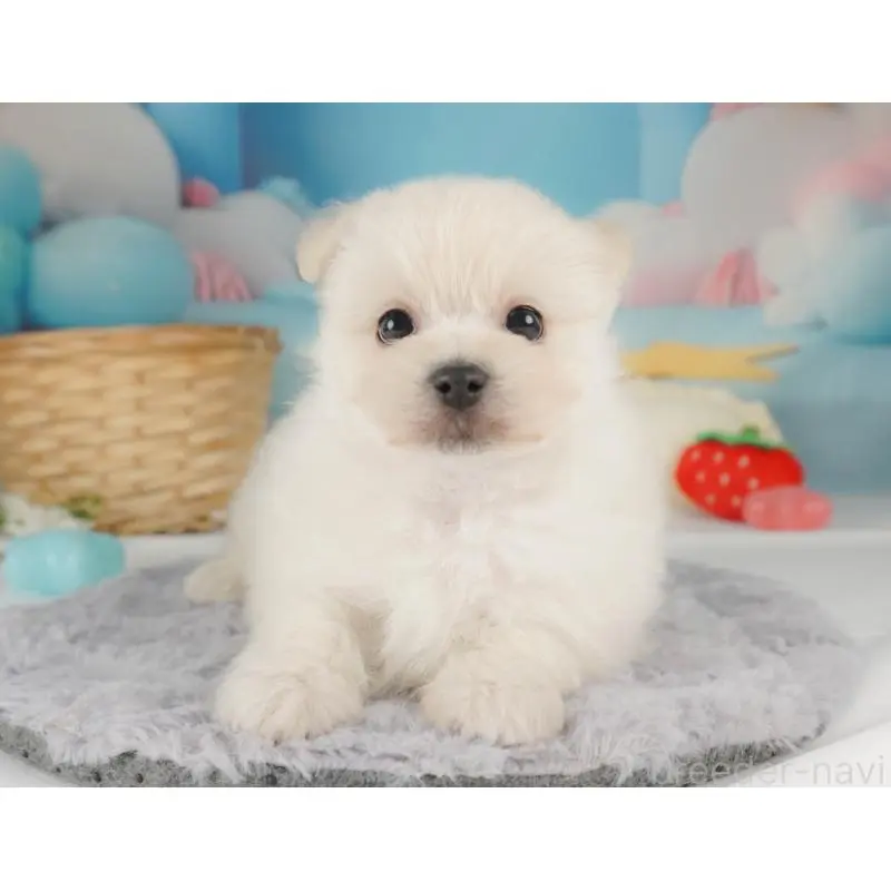 販売中の栃木県のミックス犬-455543の10枚目