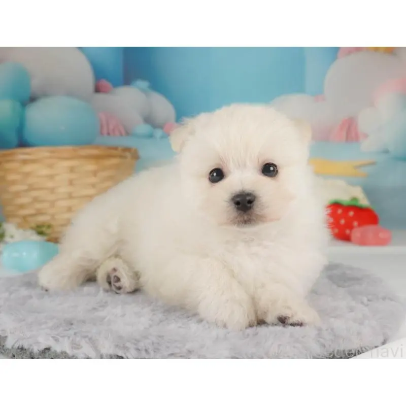 販売中の栃木県のミックス犬-455543の8枚目