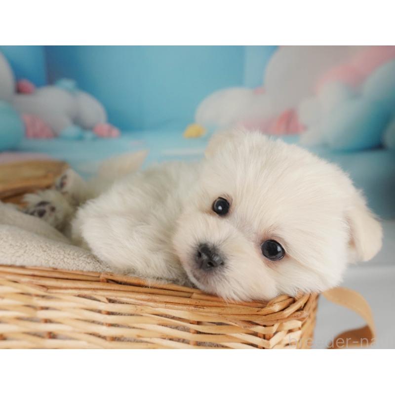 販売中の栃木県のミックス犬-455543の7枚目