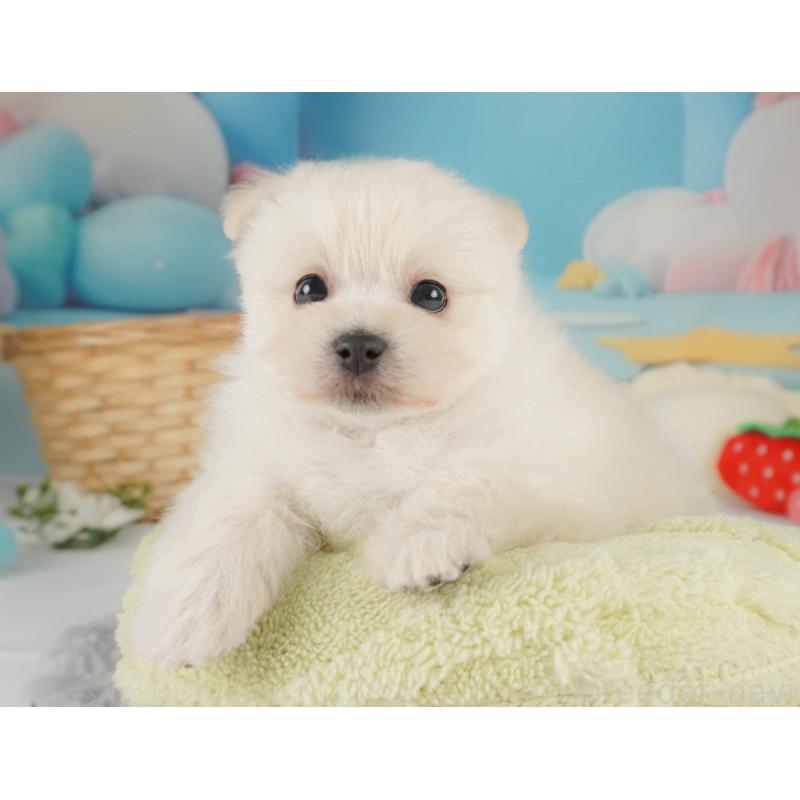 販売中の栃木県のミックス犬-455543の6枚目