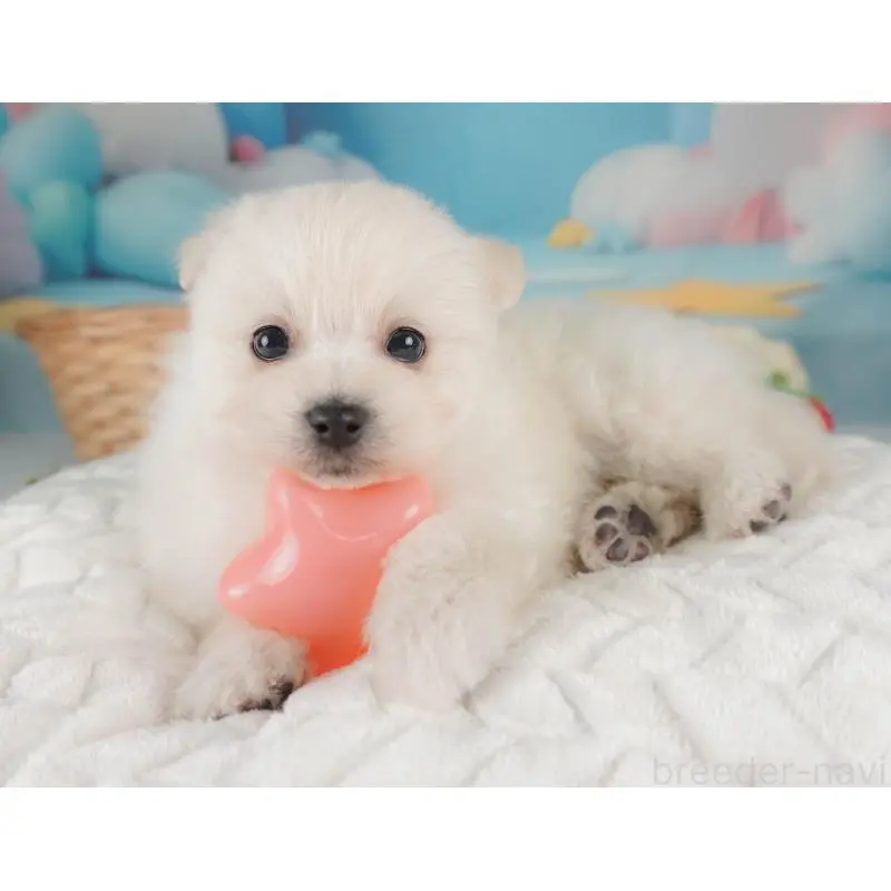 販売中の栃木県のミックス犬-455543の5枚目