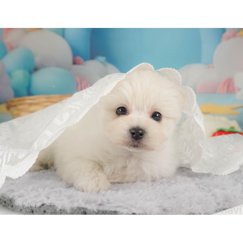 販売中の栃木県のミックス犬-455543の4枚目