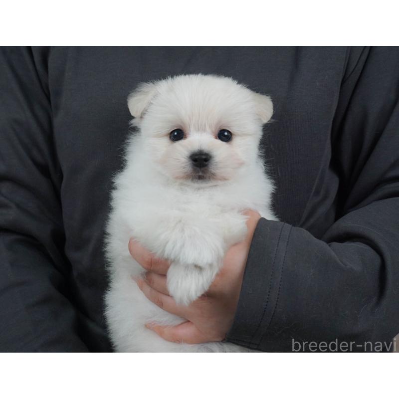 販売中の栃木県のミックス犬-455543の3枚目