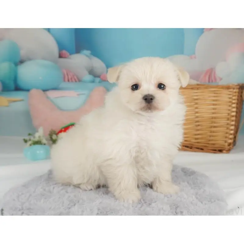 ♀︎ミックス犬