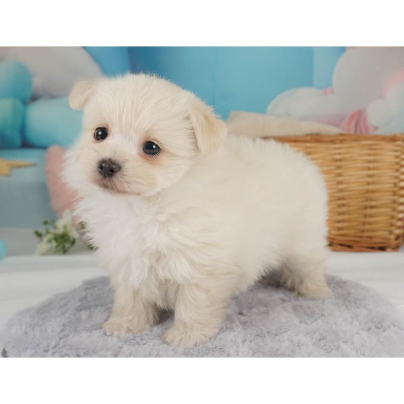 販売中の栃木県のミックス犬-455542の11枚目