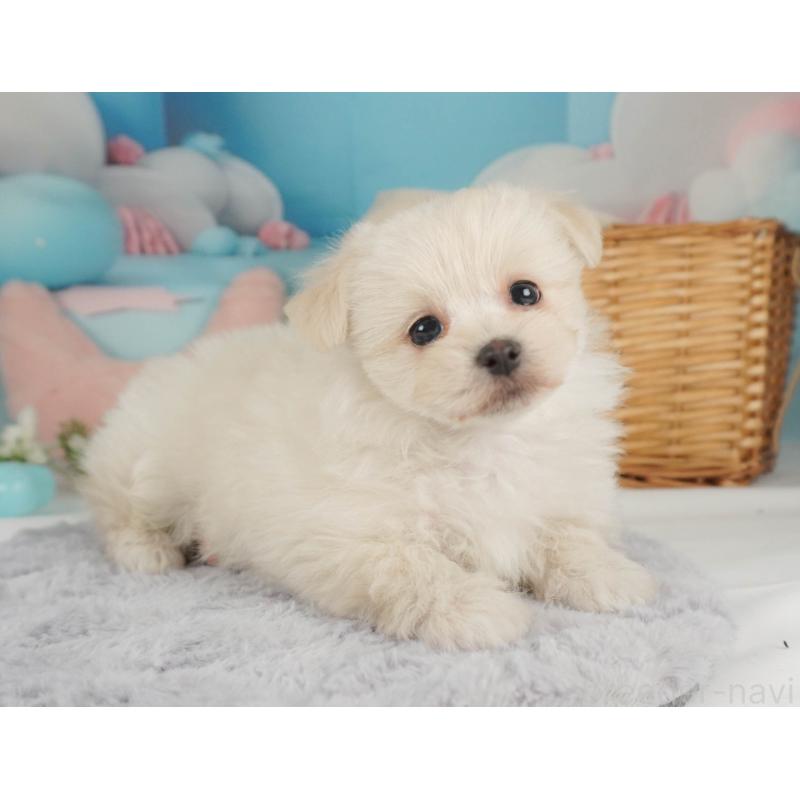 販売中の栃木県のミックス犬-455542の10枚目