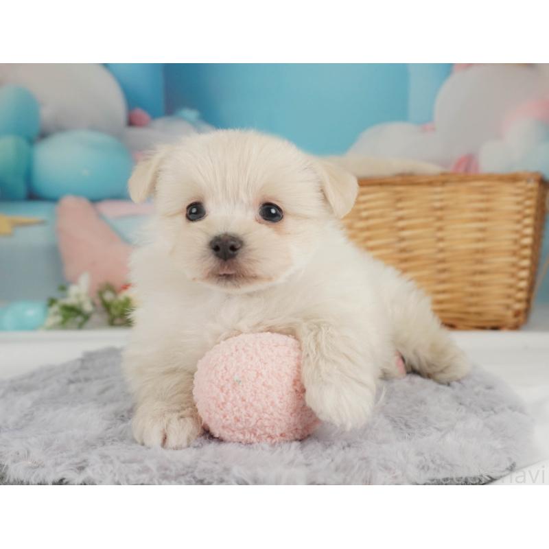 販売中の栃木県のミックス犬-455542の8枚目