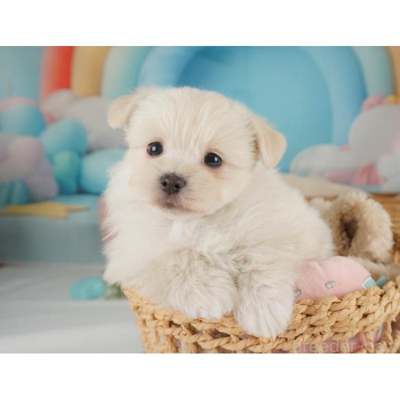 販売中の栃木県のミックス犬-455542の6枚目