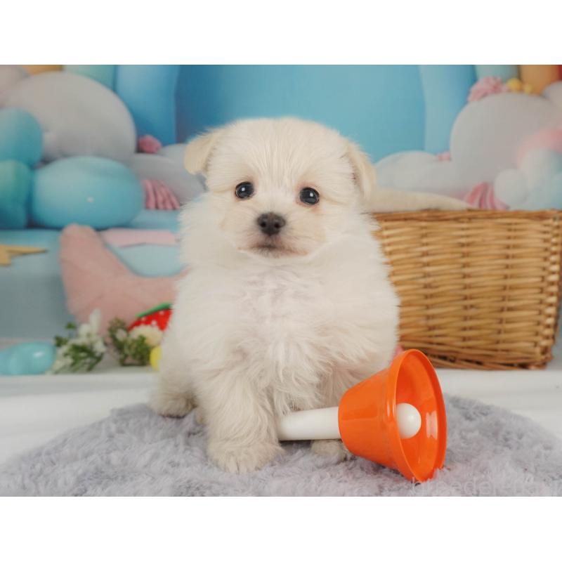 販売中の栃木県のミックス犬-455542の5枚目