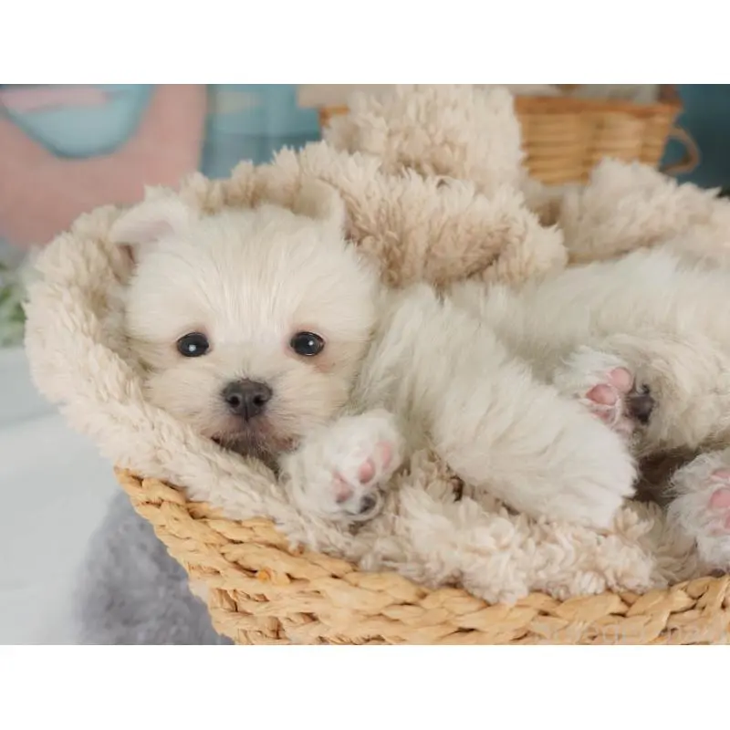 販売中の栃木県のミックス犬-455542の4枚目