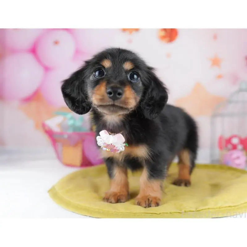 販売中の東京都のミニチュアダックスフンド(ロングヘアード)-455986の9枚目