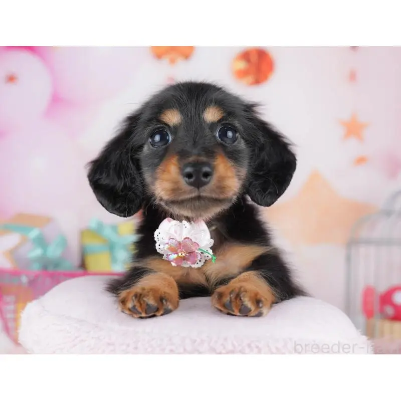 販売中の東京都のミニチュアダックスフンド(ロングヘアード)-455986の8枚目