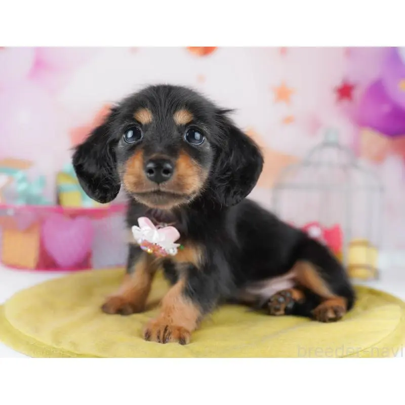 販売中の東京都のミニチュアダックスフンド(ロングヘアード)-455986の7枚目