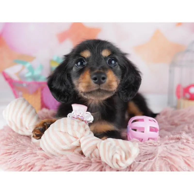 販売中の東京都のミニチュアダックスフンド(ロングヘアード)-455986の6枚目