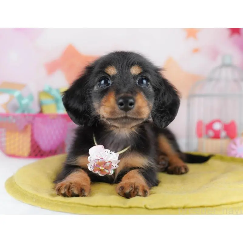 販売中の東京都のミニチュアダックスフンド(ロングヘアード)-455986の3枚目