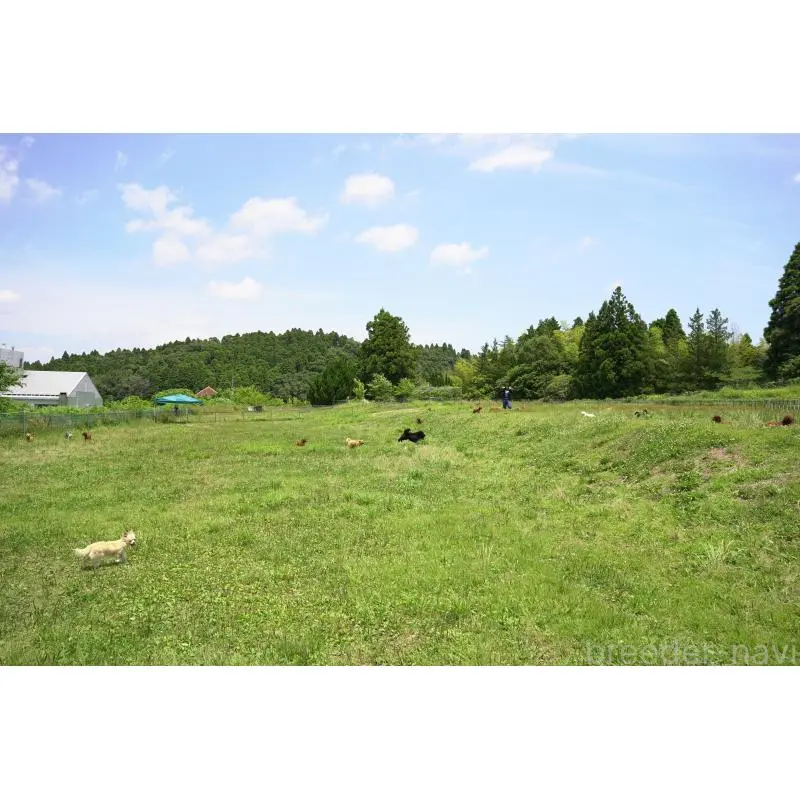 販売中の東京都のポメラニアン-455991の7枚目