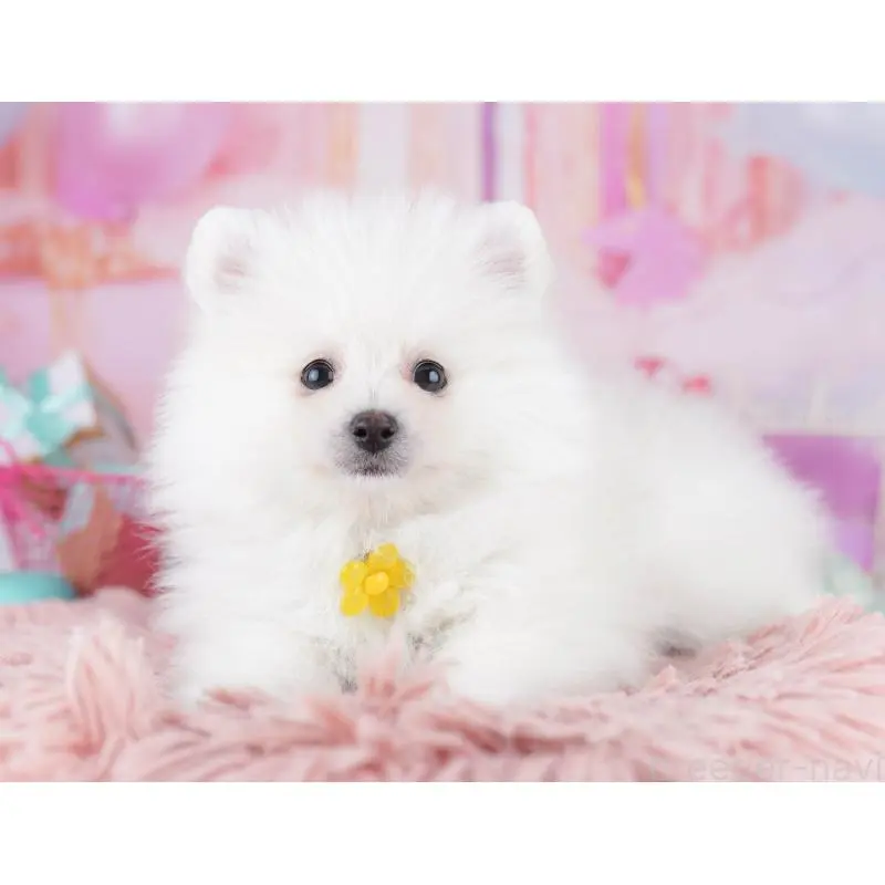 販売中の東京都のポメラニアン-455995の8枚目