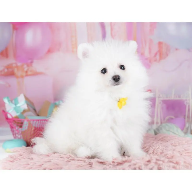 販売中の東京都のポメラニアン-455995の7枚目