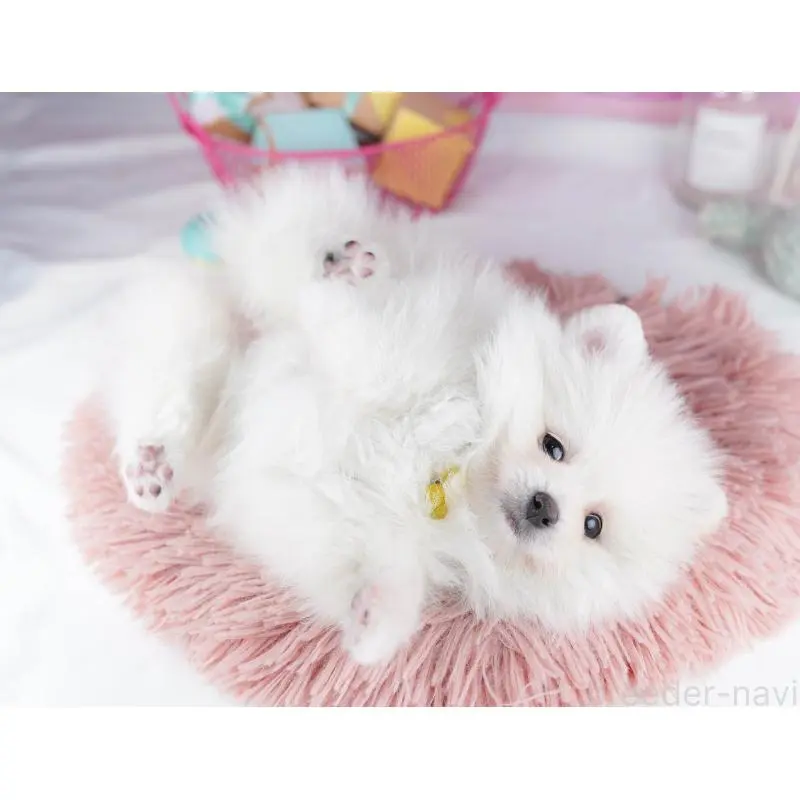 販売中の東京都のポメラニアン-455995の6枚目