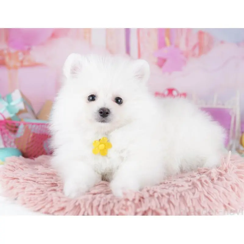 販売中の東京都のポメラニアン-455995の5枚目