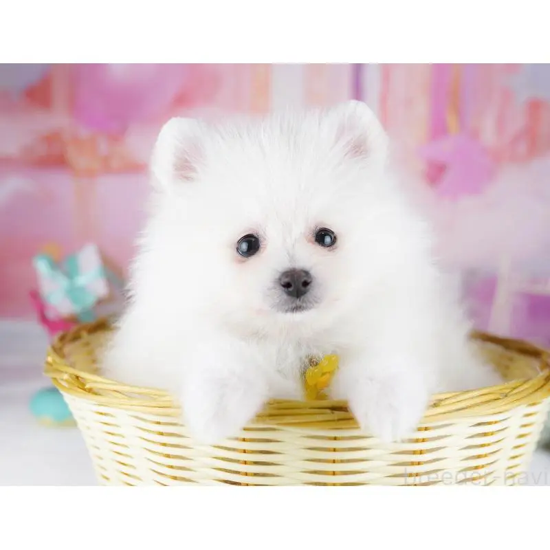 販売中の東京都のポメラニアン-455995の4枚目