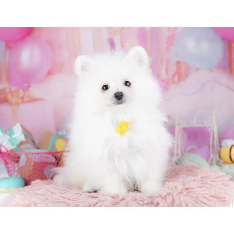 販売中の東京都のポメラニアン-455995の2枚目