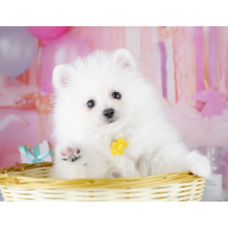 販売中の東京都のポメラニアン-455995の3枚目