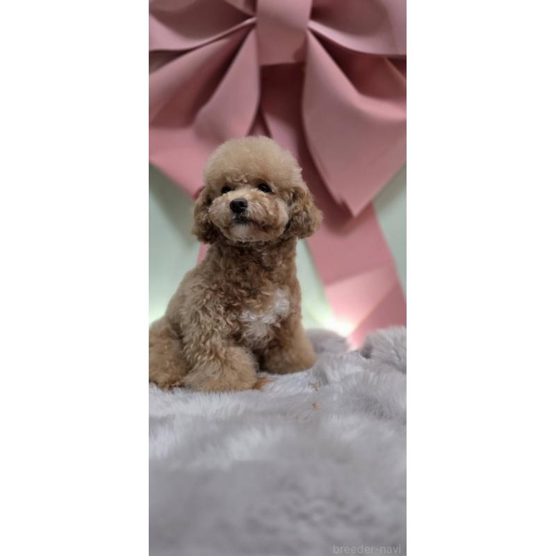 販売中の東京都のビションプー:ビションフリーゼ×トイプードル-388675の5枚目