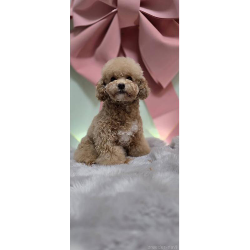 販売中の東京都のビションプー:ビションフリーゼ×トイプードル-388675の3枚目