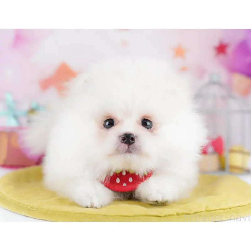 ♂︎ポメラニアン