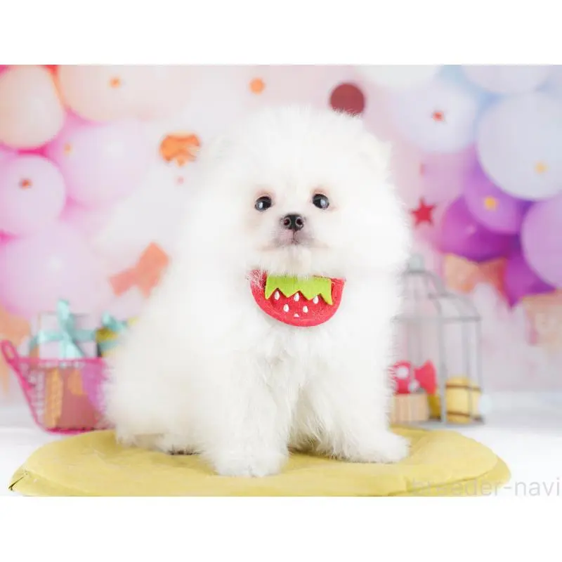 販売中の東京都のポメラニアン-455997の5枚目