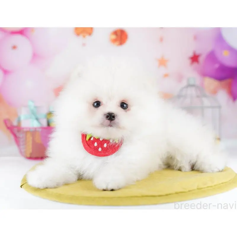 販売中の東京都のポメラニアン-455997の3枚目