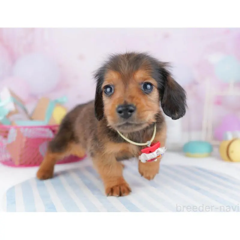 販売中の東京都のミニチュアダックスフンド(ロングヘアード)-456030の8枚目