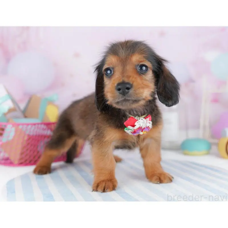 販売中の東京都のミニチュアダックスフンド(ロングヘアード)-456030の7枚目