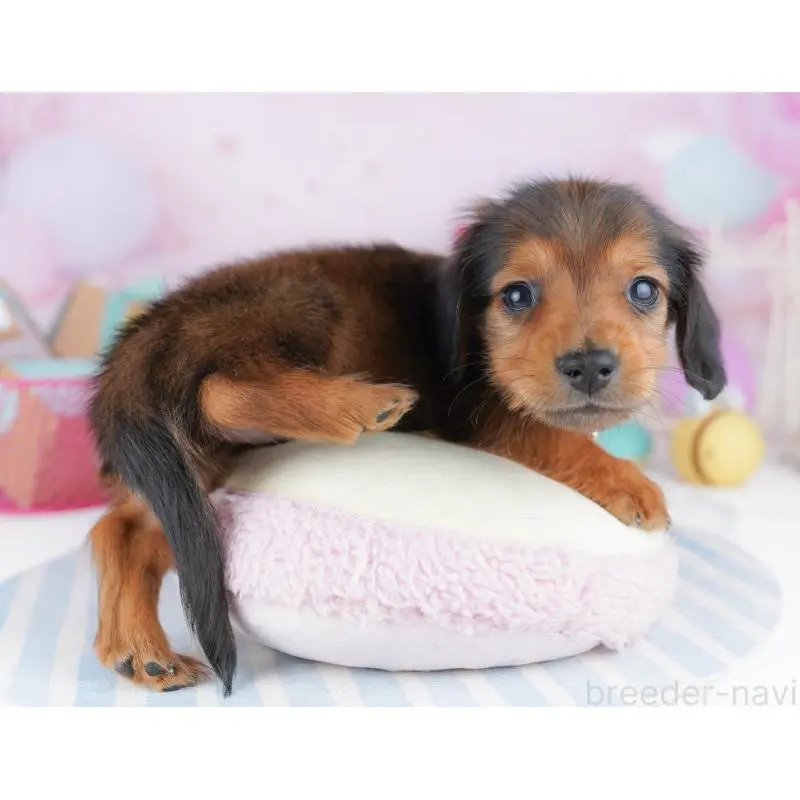 販売中の東京都のミニチュアダックスフンド(ロングヘアード)-456030の6枚目