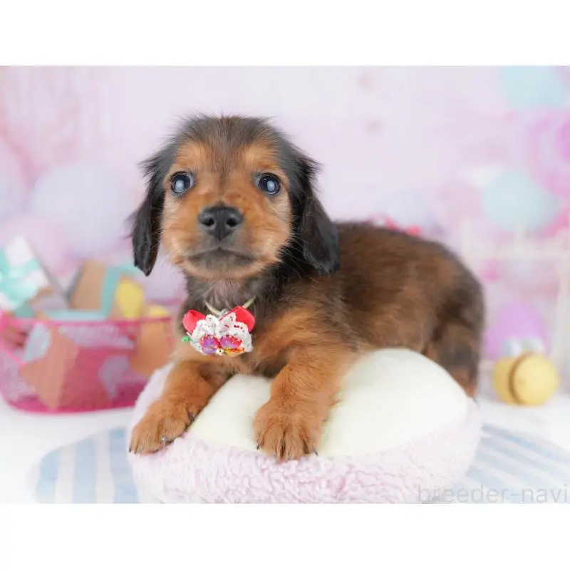 販売中の東京都のミニチュアダックスフンド(ロングヘアード)-456030の5枚目