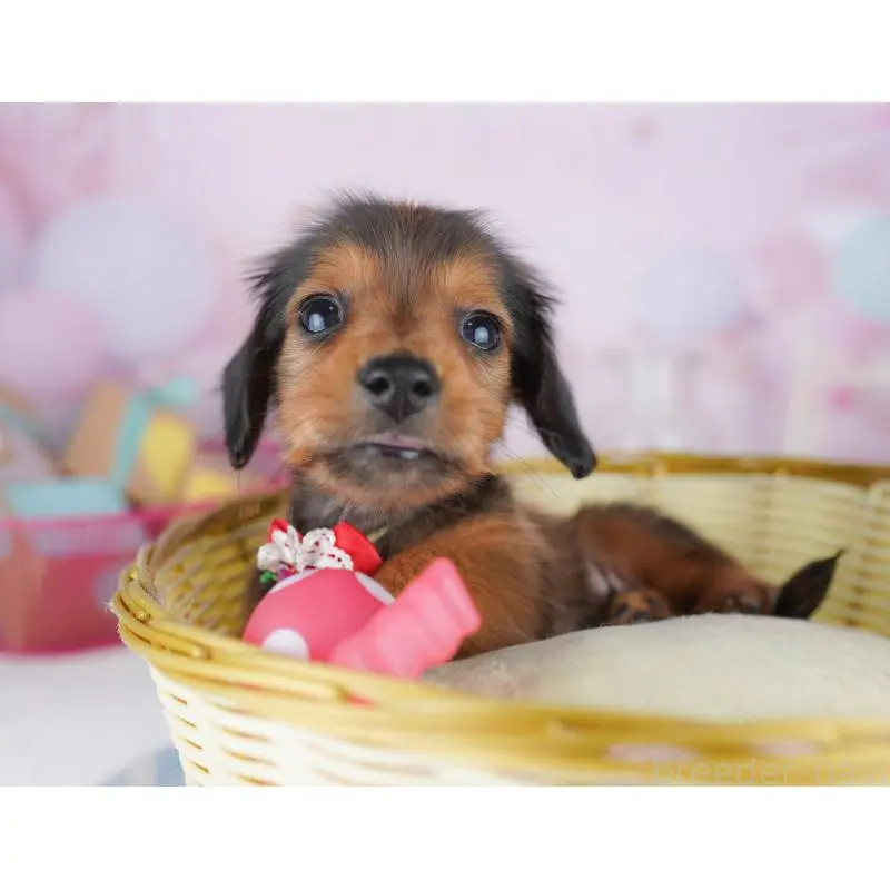 販売中の東京都のミニチュアダックスフンド(ロングヘアード)-456030の3枚目