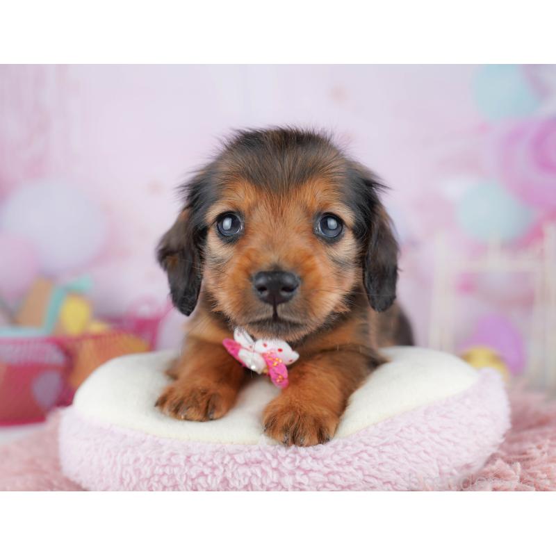 ♂︎ミニチュアダックスフンド(ロングヘアード)