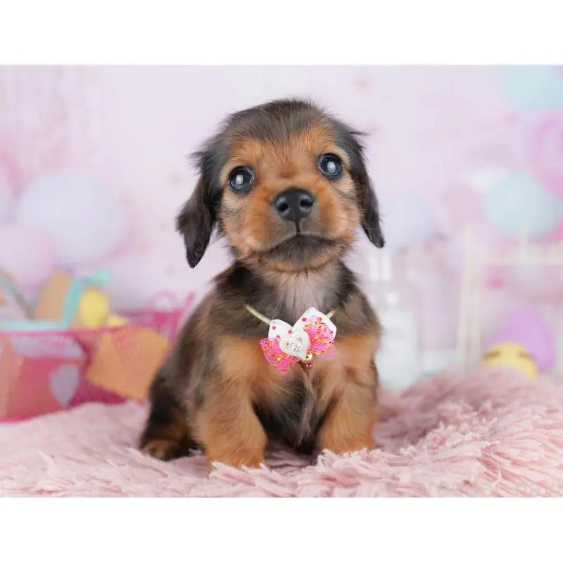 販売中の東京都のミニチュアダックスフンド(ロングヘアード)-456032の5枚目