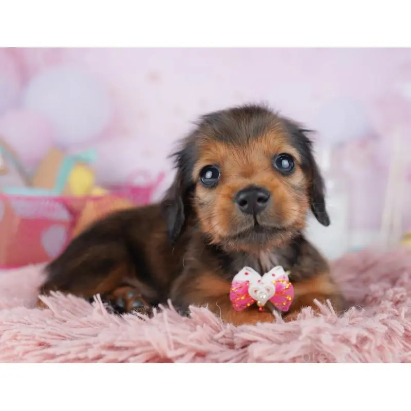 販売中の東京都のミニチュアダックスフンド(ロングヘアード)-456032の4枚目