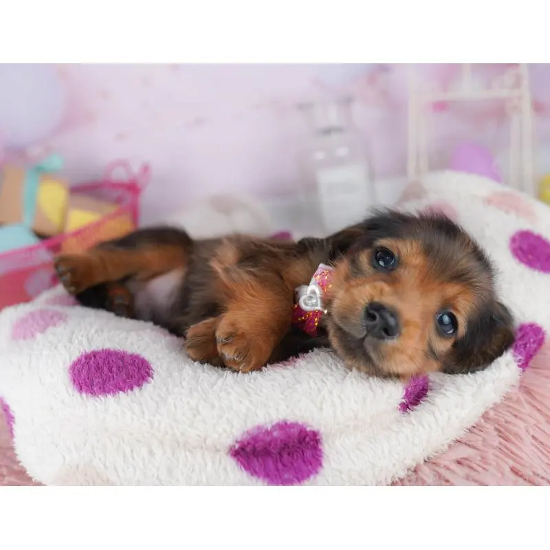 販売中の東京都のミニチュアダックスフンド(ロングヘアード)-456032の3枚目