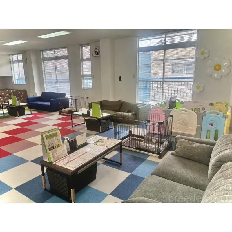 販売中の東京都のミニチュアダックスフンド(ロングヘアード)-456035の15枚目