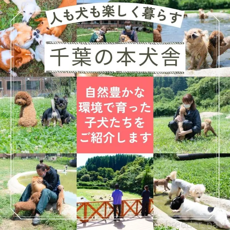 販売中の東京都のミニチュアダックスフンド(ロングヘアード)-456035の9枚目