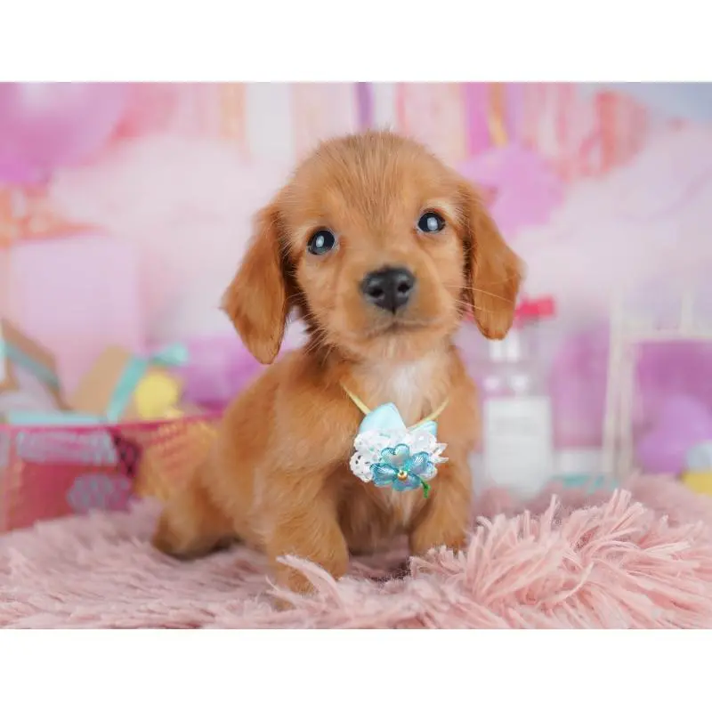 販売中の東京都のミニチュアダックスフンド(ロングヘアード)-456035の7枚目