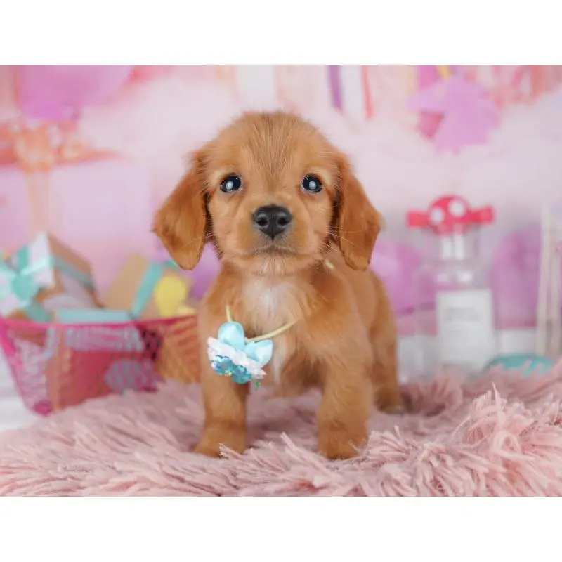 販売中の東京都のミニチュアダックスフンド(ロングヘアード)-456035の6枚目