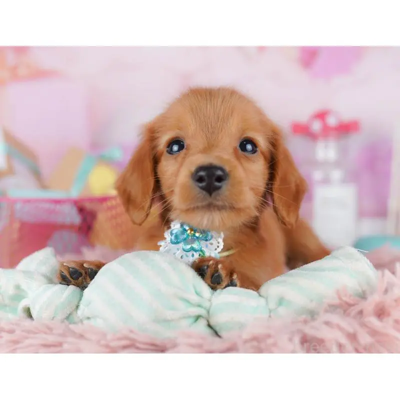 販売中の東京都のミニチュアダックスフンド(ロングヘアード)-456035の5枚目